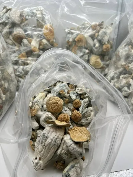 Escorts Nova Scotia Lizzy